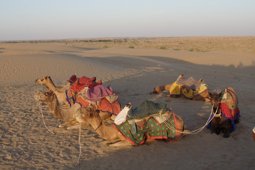 30-Resting camels.jpg - Resting camels